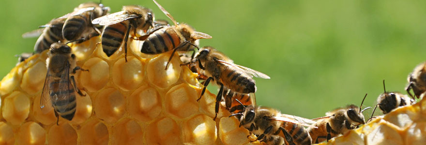 Apiculture